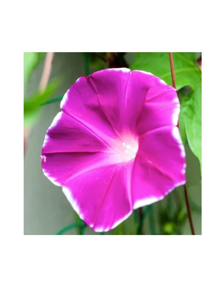 50 قطعة من بذور زهور نبات إيبومويا نيل بونساي مورنينج جلوري - Image 4