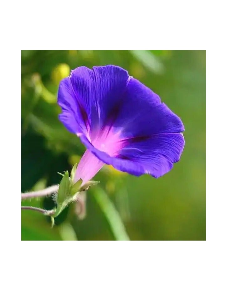 50 قطعة من بذور زهور نبات إيبومويا نيل بونساي مورنينج جلوري - Image 5