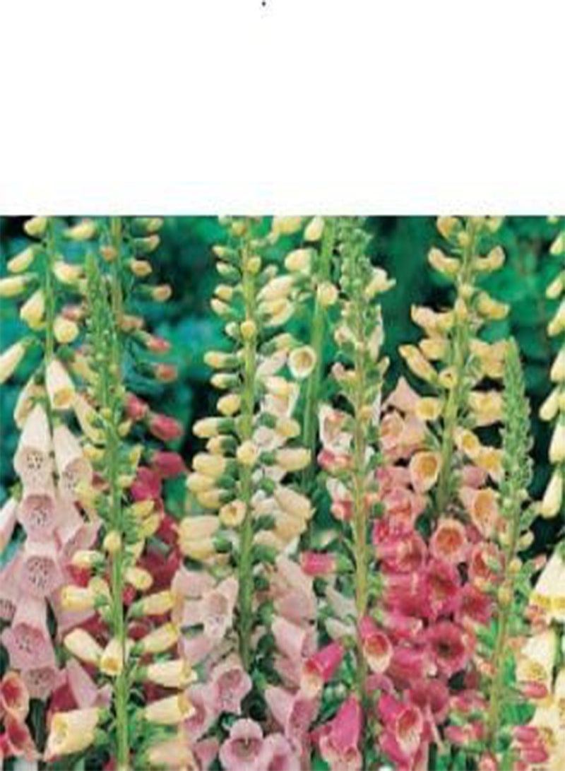 جي جوت عبوة واحدة من بذور زهور القفاز الثعلبي إكسلسيور المختلطة