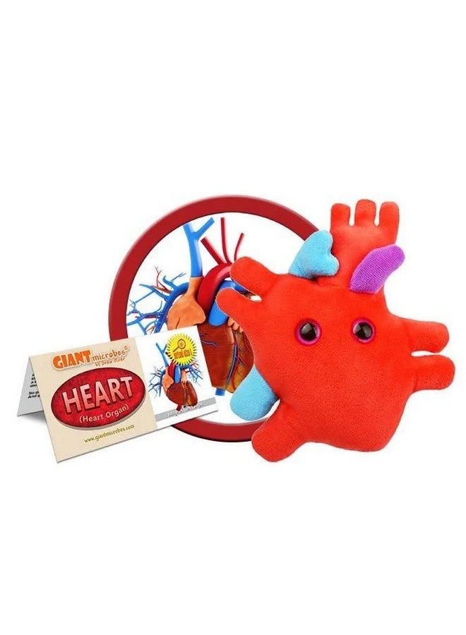 Giant Microbes GIANTmicrobes Heart Plush, Heart Stuffed Animal, Heart Transplant Gifts, Heart Toy, Anatomical Heart Gifts, Cardiologist Gifts, Cardiology Gifts, Open Heart Surgery Gifts, Heart Attack Survivor Gifts - Image 2