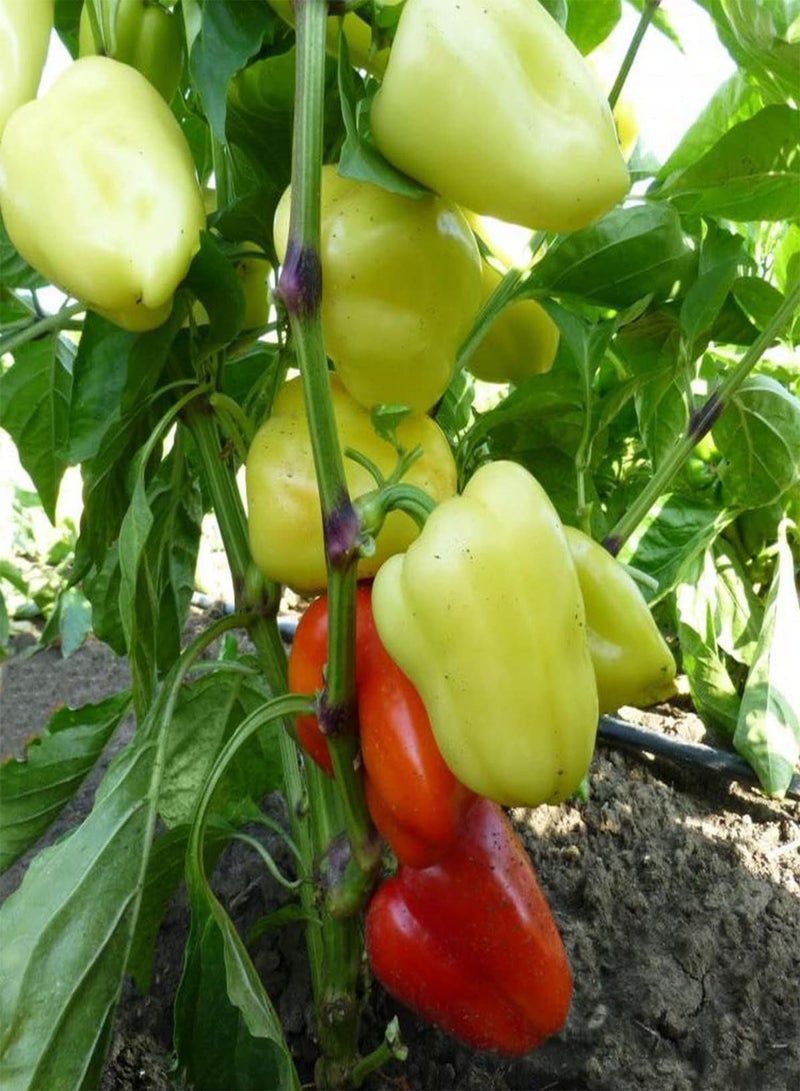 GGOOT Daciana F1 Bell Pepper - Capsicum Annuum Vegetable Seeds, As Known as Sweet Pepper Home Garden Planting by Heavy Torch, 10 Seeds - Image 2