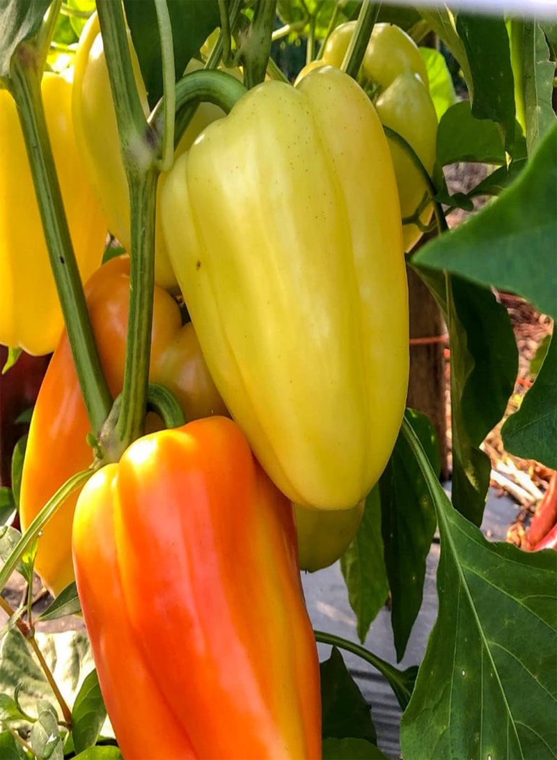 GGOOT Daciana F1 Bell Pepper - Capsicum Annuum Vegetable Seeds, As Known as Sweet Pepper Home Garden Planting by Heavy Torch, 10 Seeds - Image 4