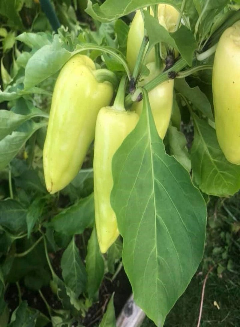 GGOOT Daciana F1 Bell Pepper - Capsicum Annuum Vegetable Seeds, As Known as Sweet Pepper Home Garden Planting by Heavy Torch, 10 Seeds - Image 5