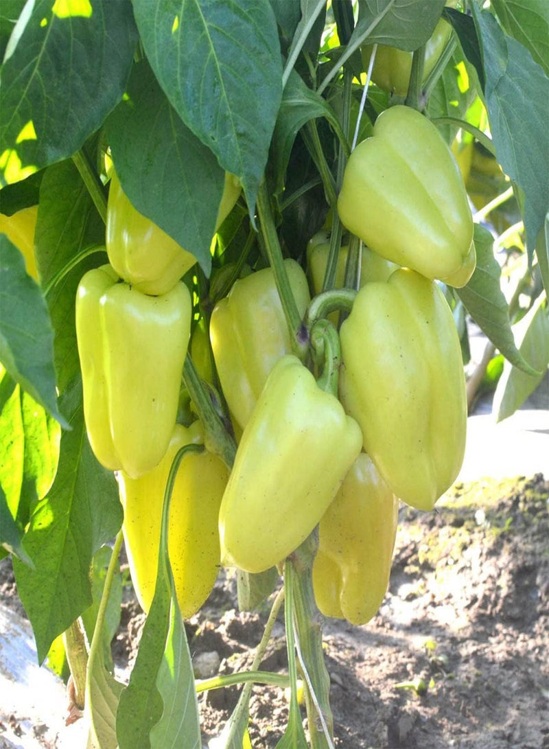 GGOOT Daciana F1 Bell Pepper - Capsicum Annuum Vegetable Seeds, As Known as Sweet Pepper Home Garden Planting by Heavy Torch, 10 Seeds - Image 3