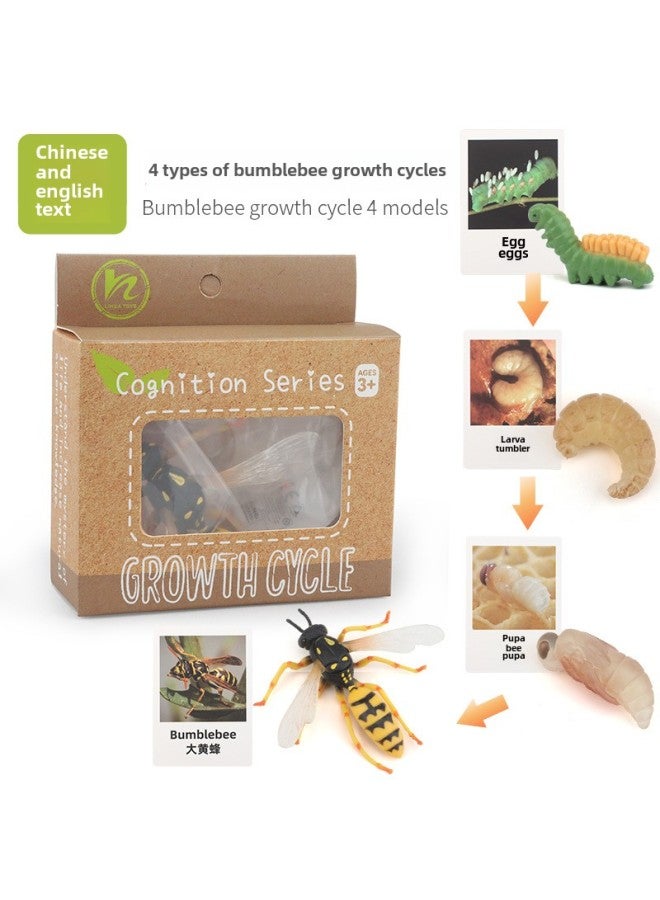 Realistic Simulation Animal Plant Models Toy Collection - Dinosaurs Dragons Unicorns Mermaids Sharks More-Color:PL127-2451 Bumblebee Growth Cycle + Chinese Card + Color Box  - Image 1