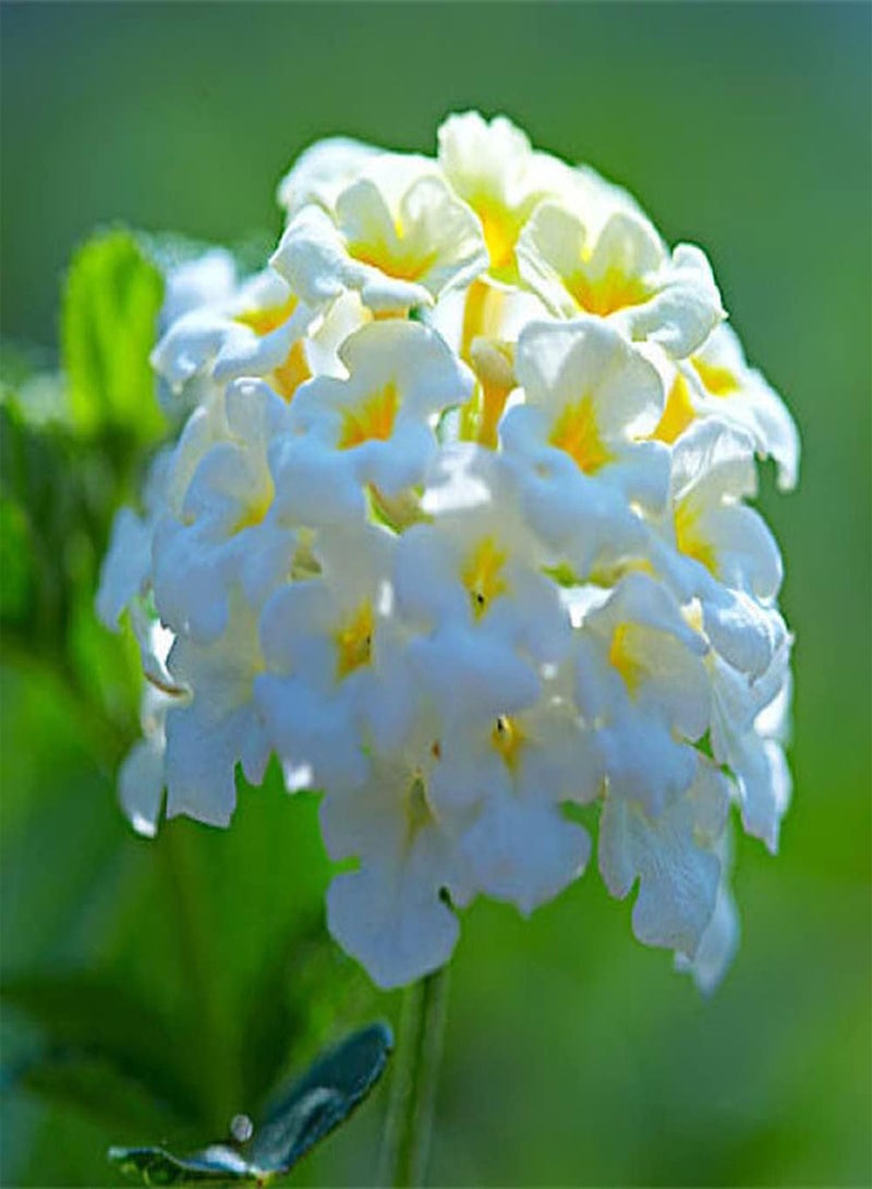 GGOOT 100Pcs Lantana Seeds White Flowers Can Make Flower Arrangements to Decorate Indoor Offices Entry Level Flower Suitable for Beginners - Image 3