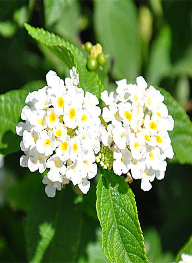 GGOOT 100Pcs Lantana Seeds White Flowers Can Make Flower Arrangements to Decorate Indoor Offices Entry Level Flower Suitable for Beginners - Image 1