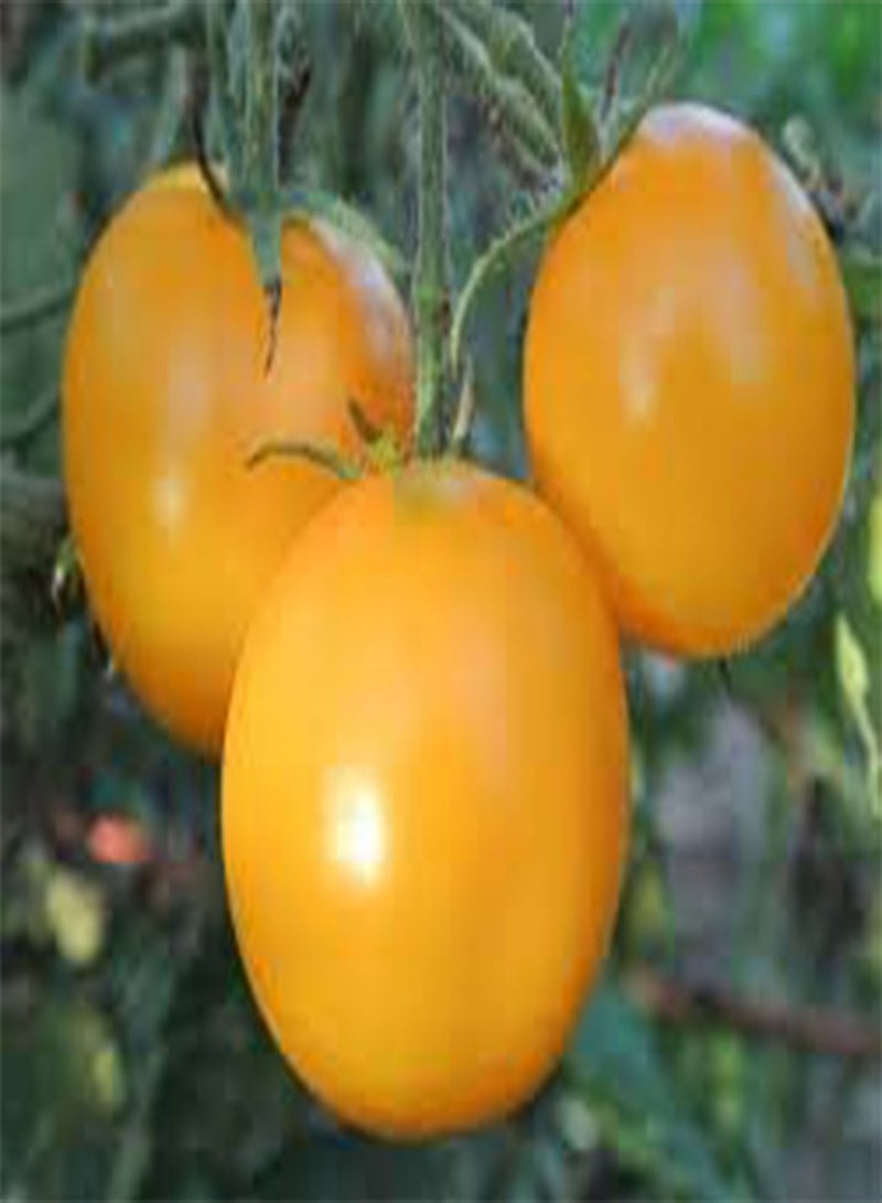 GGOOT seeds Fresh 200Pcs Tomato Vegetable Seeds for Planting Yellow