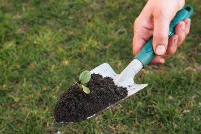 FEELING MALL Hand Digging Super Strong Garden ScoopTrowel Shovel Transplanter Mini Garden Tools Gardening with Plastic Handles Metal Head Gardener Bonsai Tool - Image 4