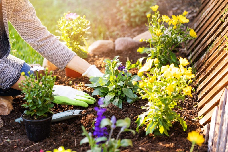 FEELING MALL Hand Digging Super Strong Garden ScoopTrowel Shovel Transplanter Mini Garden Tools Gardening with Plastic Handles Metal Head Gardener Bonsai Tool - Image 3