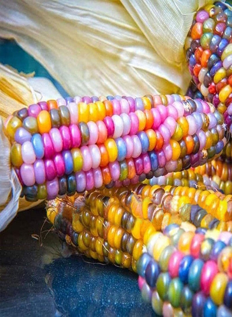1 Bag Corn Ear Non-GMO Fresh Colorful Glass Gem Corn Seeds for Planting, for Botanist Easy to Plant,Gardening,Home Decor - Mixed Color Corn Seeds