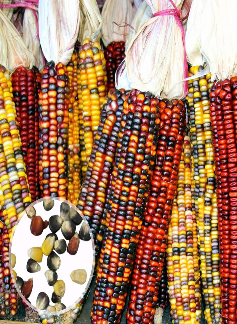 1 Bag Corn Ear Non-GMO Fresh Colorful Glass Gem Corn Seeds for Planting, for Botanist Easy to Plant,Gardening,Home Decor - Mixed Color Corn Seeds
