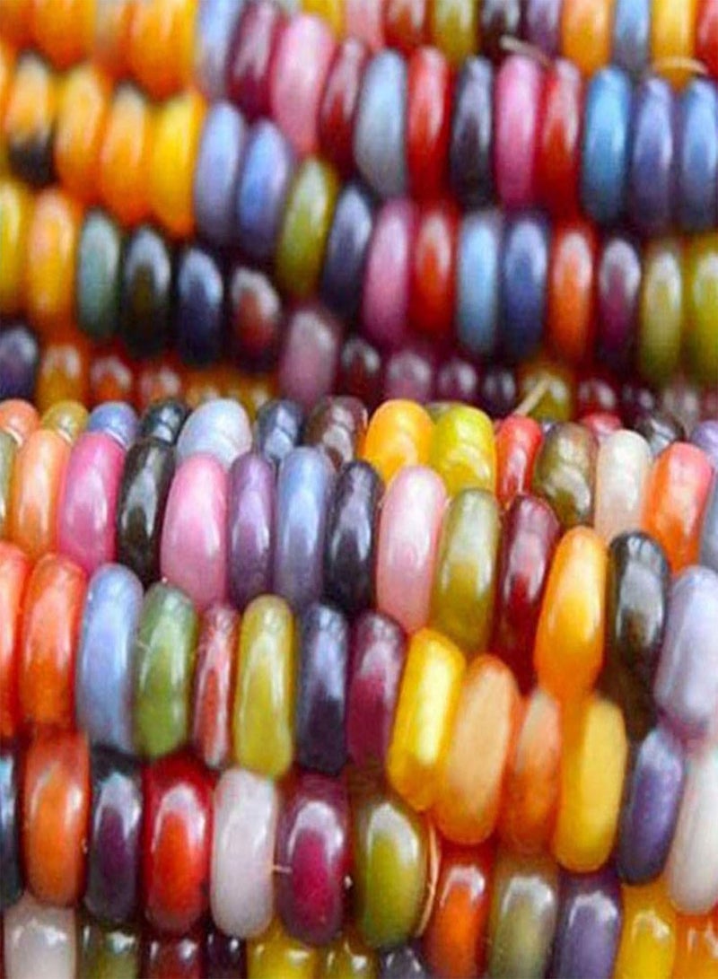 1 Bag Corn Ear Non-GMO Fresh Colorful Glass Gem Corn Seeds for Planting, for Botanist Easy to Plant,Gardening,Home Decor - Mixed Color Corn Seeds