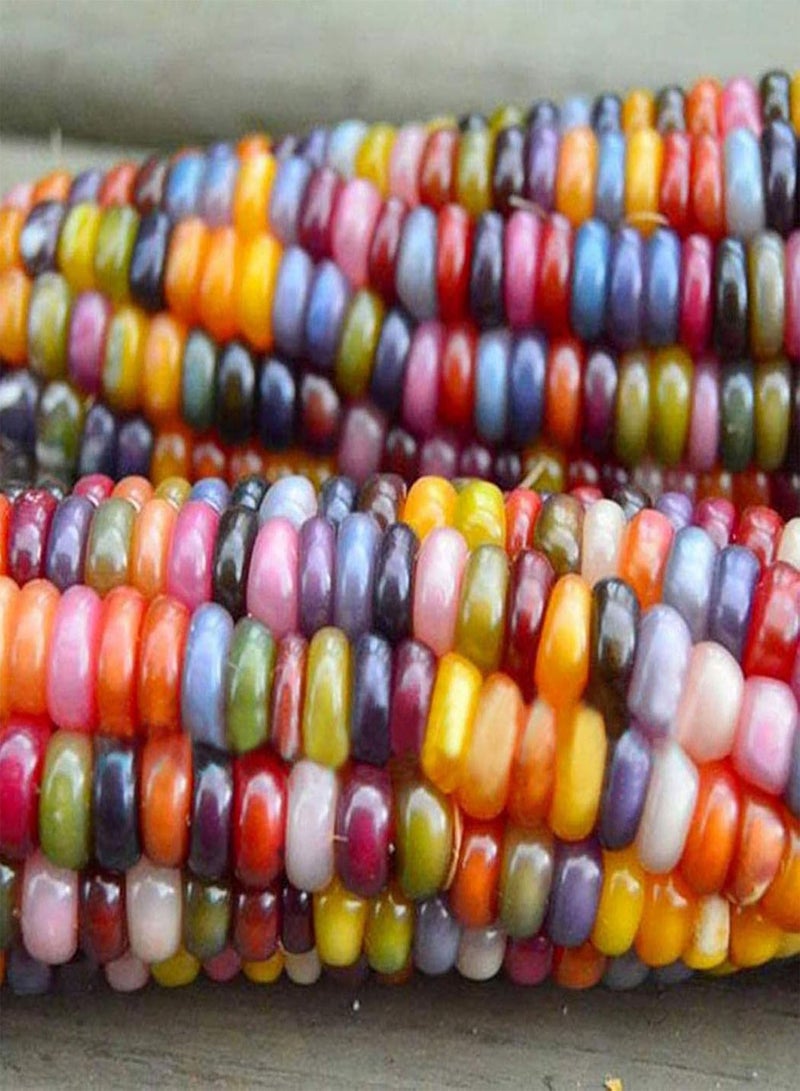 1 Bag Corn Ear Non-GMO Fresh Colorful Glass Gem Corn Seeds for Planting, for Botanist Easy to Plant,Gardening,Home Decor - Mixed Color Corn Seeds