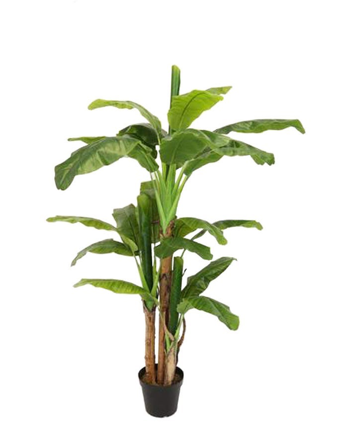 Gorgeous Musa Basjoo Banana Tree Artificial Silk Plant with UV Protection with Nursery Plastic Pot Feel Real Technology Super Quality 65 Feet Green