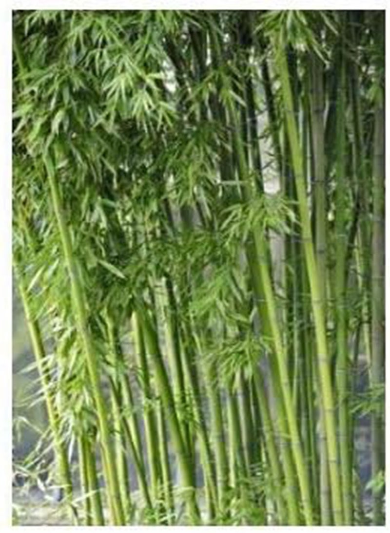 GGOOT 100x Fresh Bamboo Seeds w/ Instructions (Fargesia / Borinda Yunnanensis) - Image 2