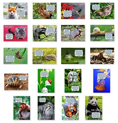 Postcard Fair ANIMALS FUN FACTS postcard set of 20 postcards. Animal and bird post cards variety pack. Made in USA. - Image 1