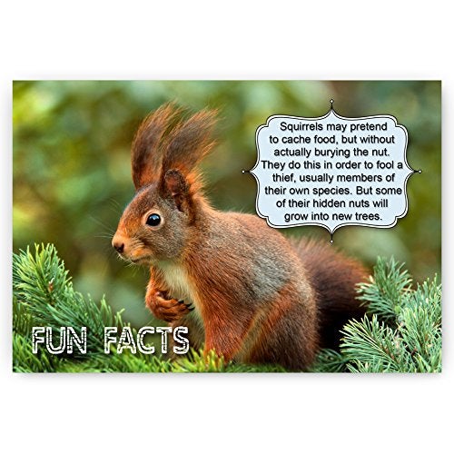 Postcard Fair ANIMALS FUN FACTS postcard set of 20 postcards. Animal and bird post cards variety pack. Made in USA. - Image 4