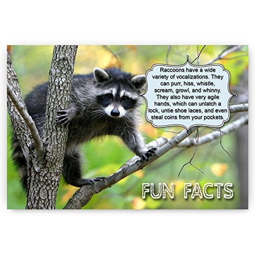 Postcard Fair ANIMALS FUN FACTS postcard set of 20 postcards. Animal and bird post cards variety pack. Made in USA. - Image 5