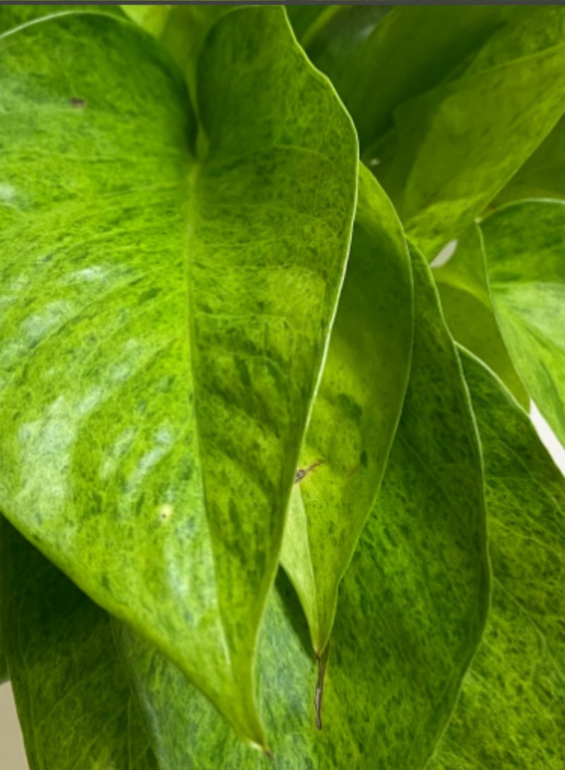 بلانت نبات المال | نبات داخلي حي | إبيبرمنوم أوريوم بوثوس | نبات منزلي زخرفي لتنقية الهواء، مناسب لتزيين المنزل والمكتب - Image 4