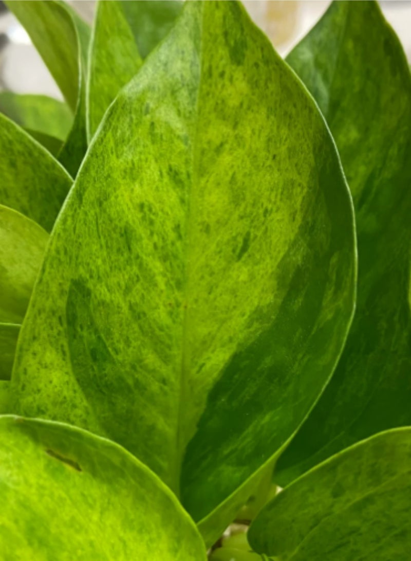 بلانت نبات المال | نبات داخلي حي | إبيبرمنوم أوريوم بوثوس | نبات منزلي زخرفي لتنقية الهواء، مناسب لتزيين المنزل والمكتب - Image 3