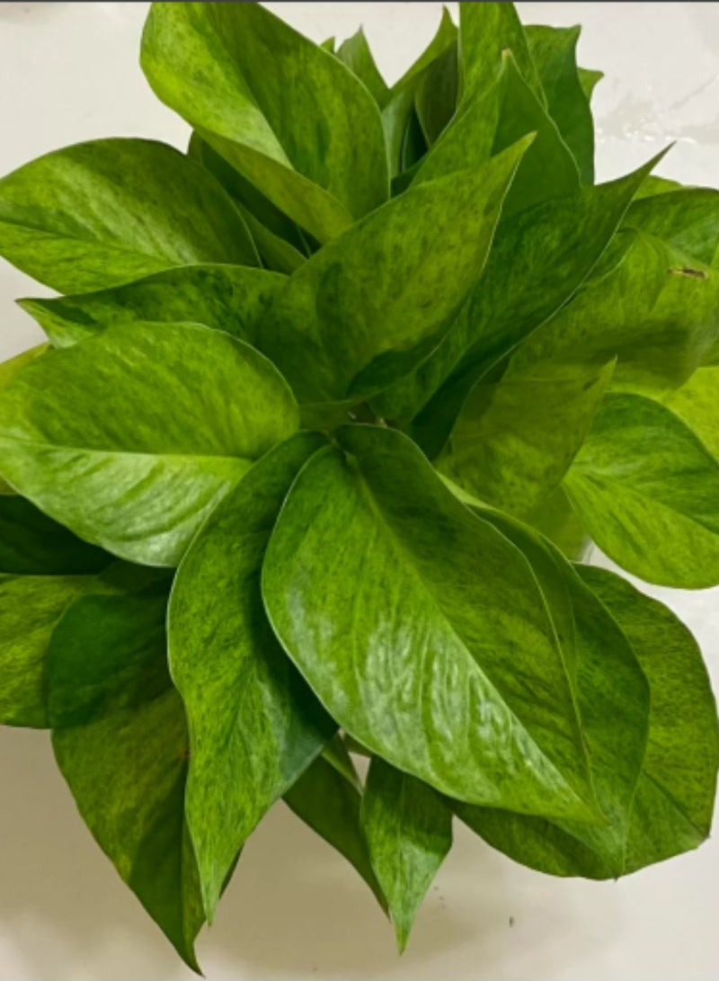 بلانت نبات المال | نبات داخلي حي | إبيبرمنوم أوريوم بوثوس | نبات منزلي زخرفي لتنقية الهواء، مناسب لتزيين المنزل والمكتب - Image 5