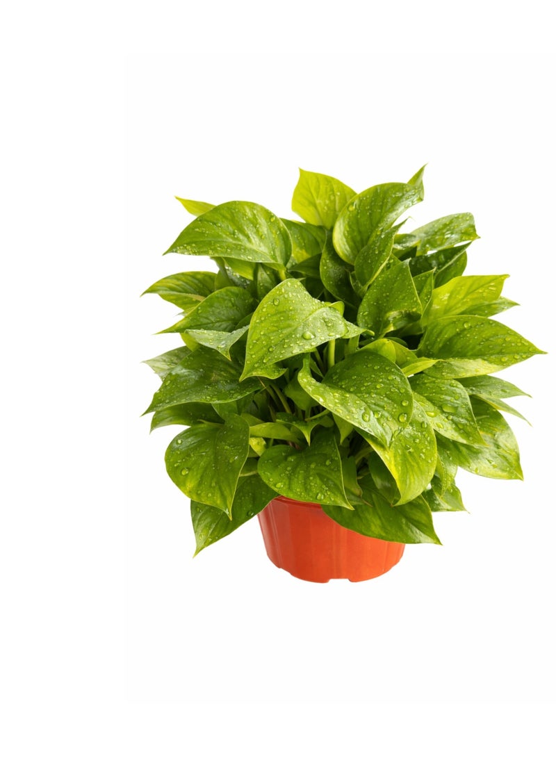 بلانت نبات المال | نبات داخلي حي | إبيبرمنوم أوريوم بوثوس | نبات منزلي زخرفي لتنقية الهواء، مناسب لتزيين المنزل والمكتب - Image 2