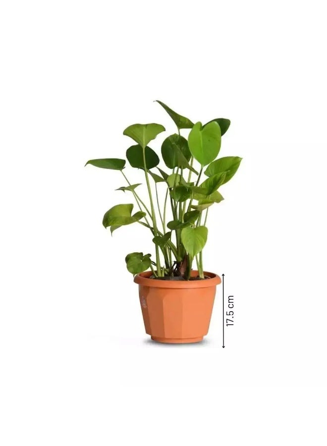 Plastic Plants Pot Container Indoor and Outdoor Plant Holder with tray, Lotus Planter for Balcony Garden Brown- 7 Inch - Image 3