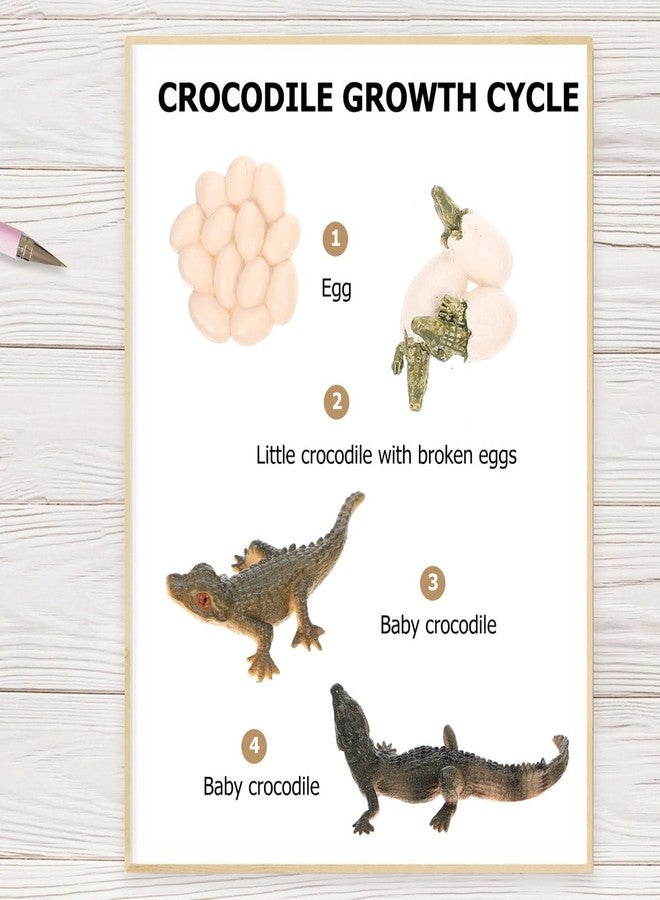 ARTIBETTER 1 Set for Realistic Biological Ornament Wild Early Crocodile Kid Kids Action Toy Themed Education Wildlife Educational Figurine Figure Growth Figures Favor - Image 3
