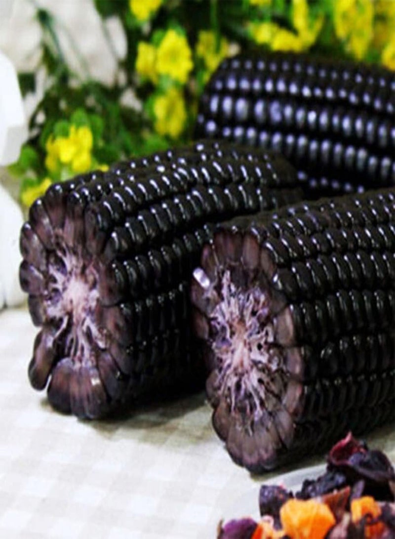 GGOOT 10Pcs Black Corn Seeds Planting Kit | Garden Backyard Farm Easy Planting Vegetable Seedlings Corn Seeds 1 - Image 1