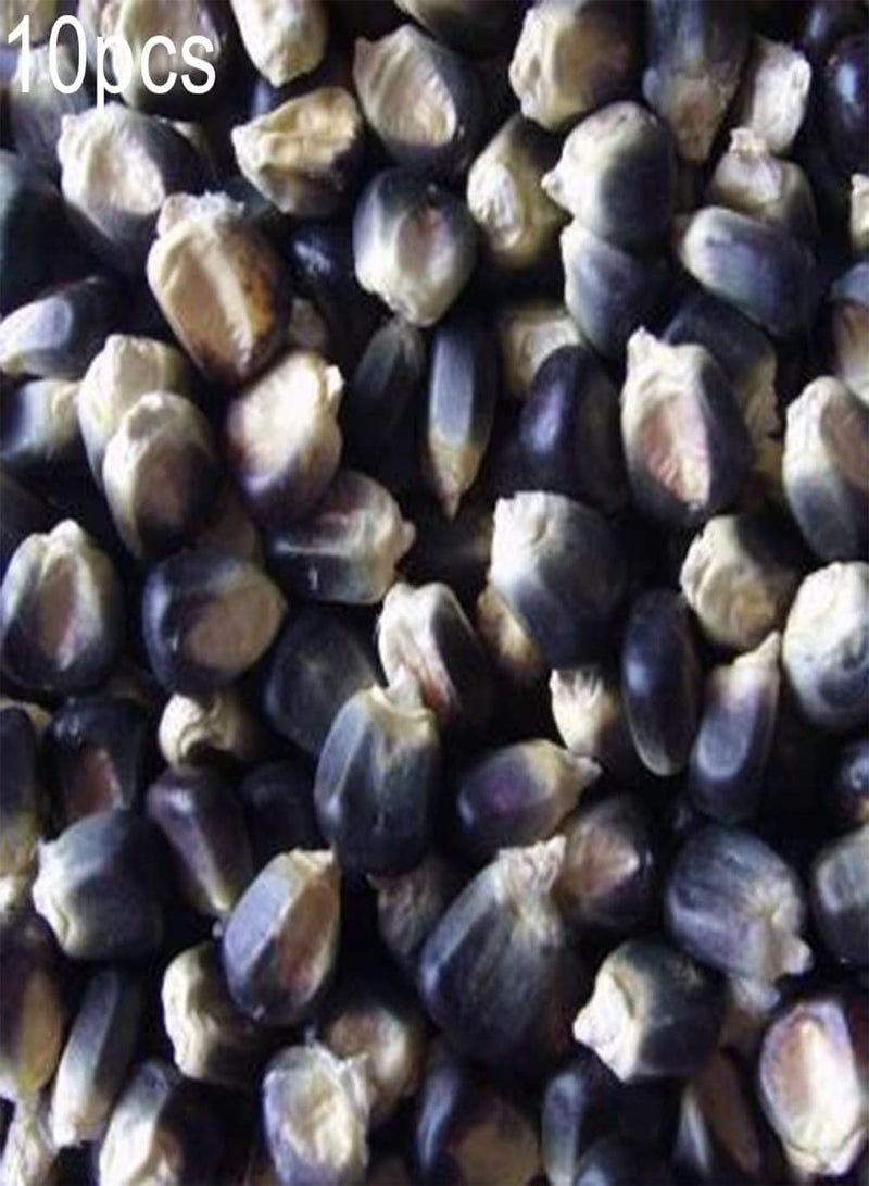 GGOOT 10Pcs Black Corn Seeds Planting Kit | Garden Backyard Farm Easy Planting Vegetable Seedlings Corn Seeds 1 - Image 2