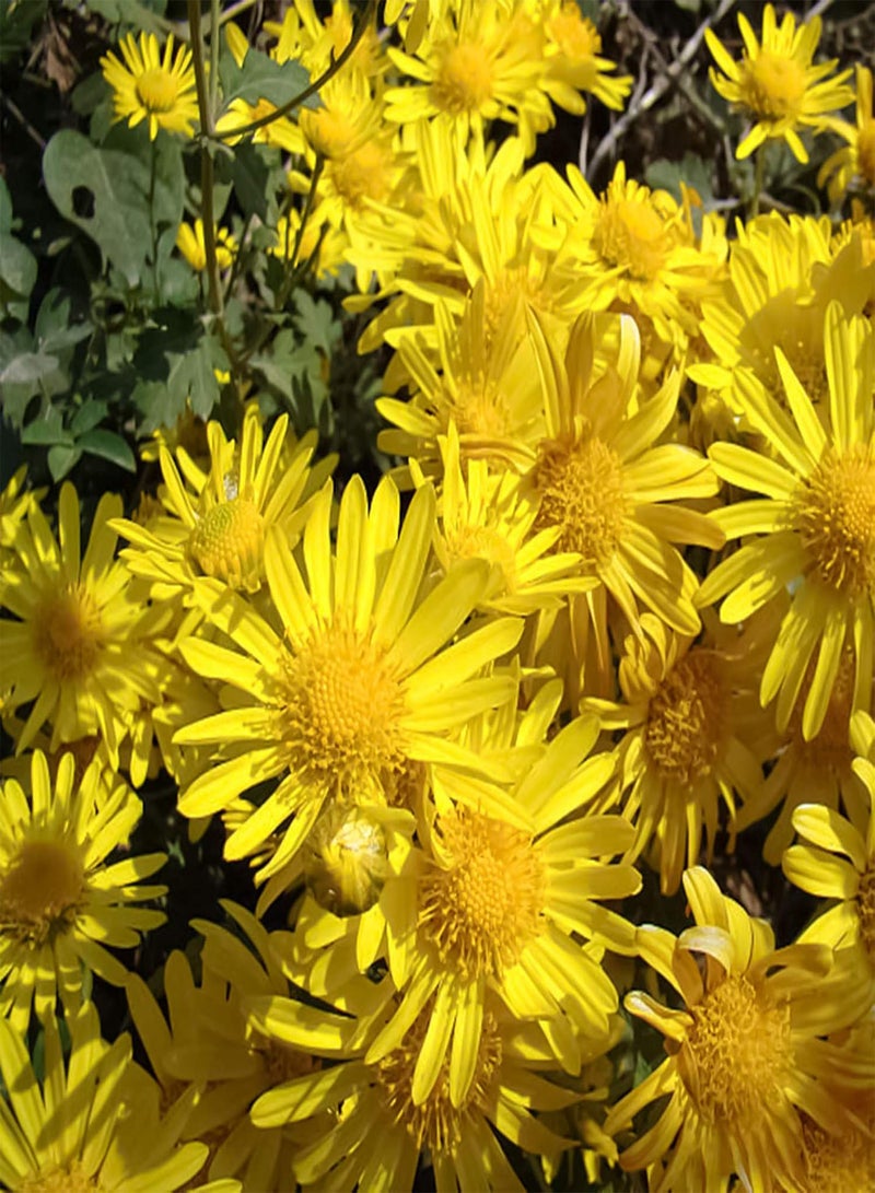 GGOOT 1 Bag Ground-Cover Chrysanthemum Seed Flourishing Easy to Grow Lightweight Natural Flower Seed for Garden Flower Seed for Yard - Image 5