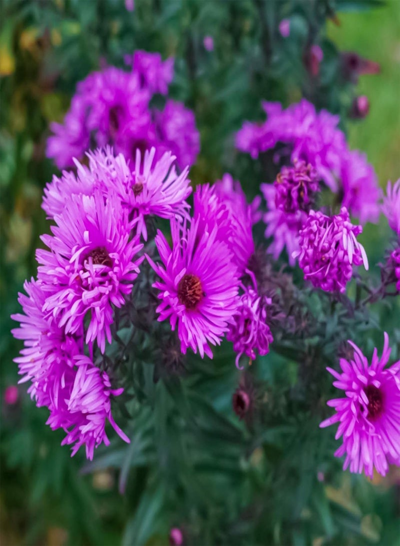 GGOOT 1 Bag Ground-Cover Chrysanthemum Seed Flourishing Easy to Grow Lightweight Natural Flower Seed for Garden Flower Seed for Yard - Image 1