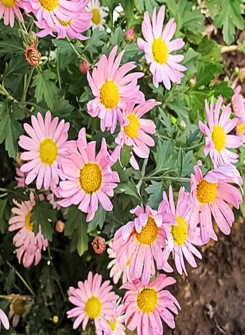 GGOOT 1 Bag Ground-Cover Chrysanthemum Seed Flourishing Easy to Grow Lightweight Natural Flower Seed for Garden Flower Seed for Yard - Image 3