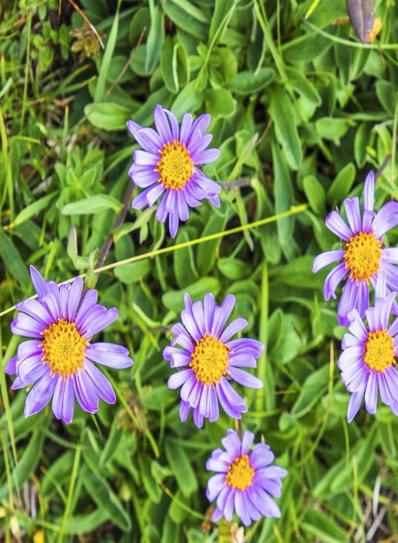 GGOOT 1 Bag Ground-Cover Chrysanthemum Seed Flourishing Easy to Grow Lightweight Natural Flower Seed for Garden Flower Seed for Yard - Image 4