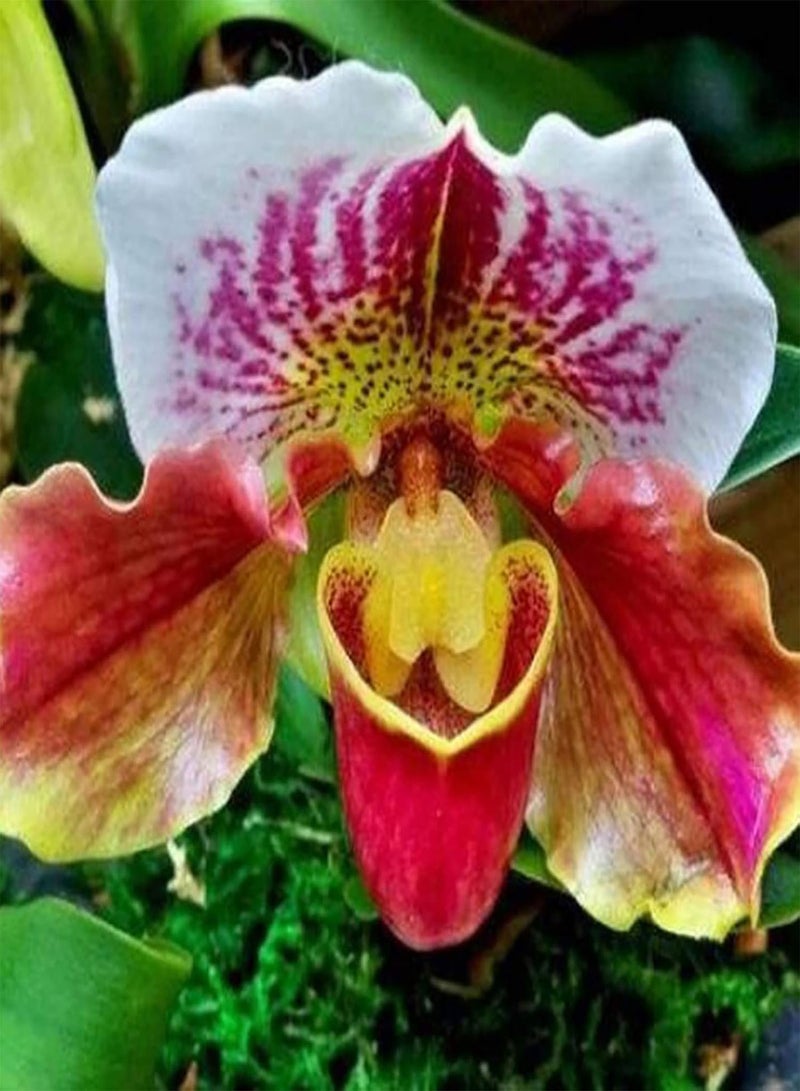 GGOOT 20Pcs Cypripedium Corrugatum Seeds Fresh Easy to Plant Mixed Color Pocket Slipper Seeds for Home Plant Seeds for Home - Image 4