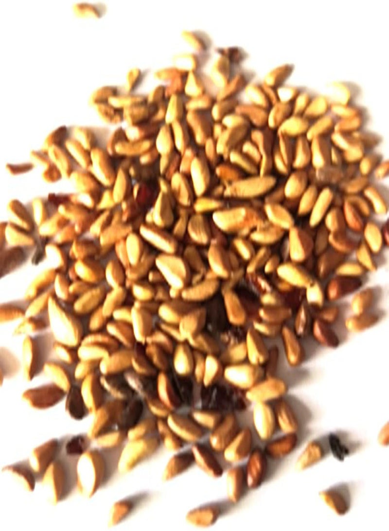 GGOOT Seed for Planting,20/50Pcs Rare Light Blue Rose Flower Seeds Garden Fragrant Bonsai Plant Decor-Light Blue Rose Seeds-50pcs - Image 2