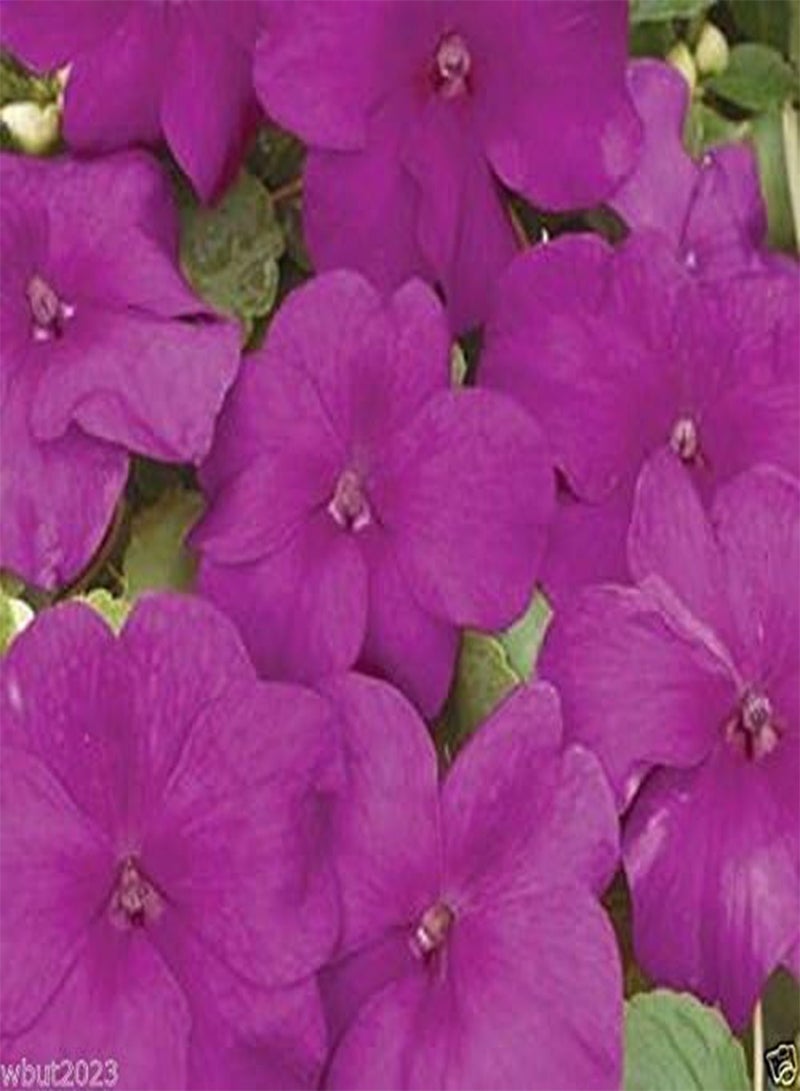 GGOOT Impatiens xtreme violet Flowers Seed- ideal for Baskets,Containers,window boxes (200 Seeds) - Image 2