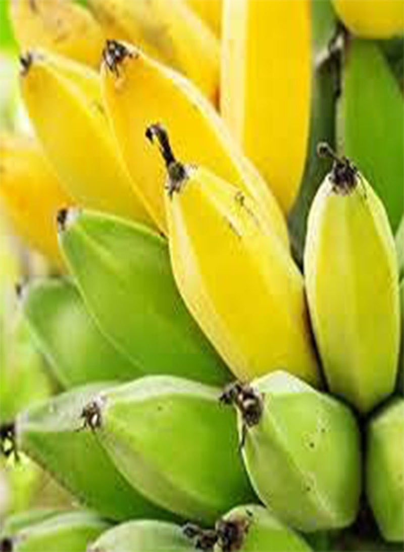 Darjeeling Banana Fruit Seeds