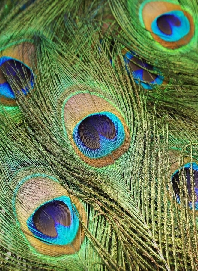 VRB DecTm 20 Pcs Real Natural Peacock Peacock Feather Original Feathers 10-12 inch for DIY Craft Floral Arrangements,Wedding,Home and Party Decorations Feathers (Pack of 20 Pcs) - Image 5