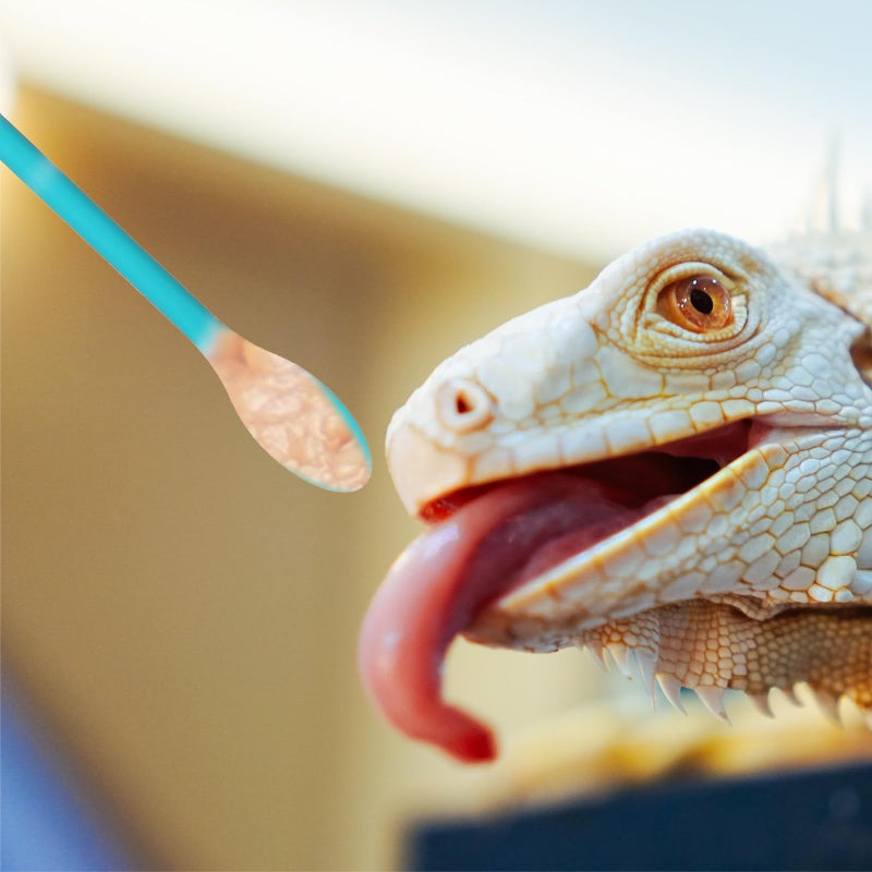 Xelsluthe 2Pcs Reptile Spoon, Crested Gecko Food Mixing Spoon Long Handle Feeding Tool Crested Gecko Accessories fit Lizard Gargoyle Bearded Dragon - Image 5