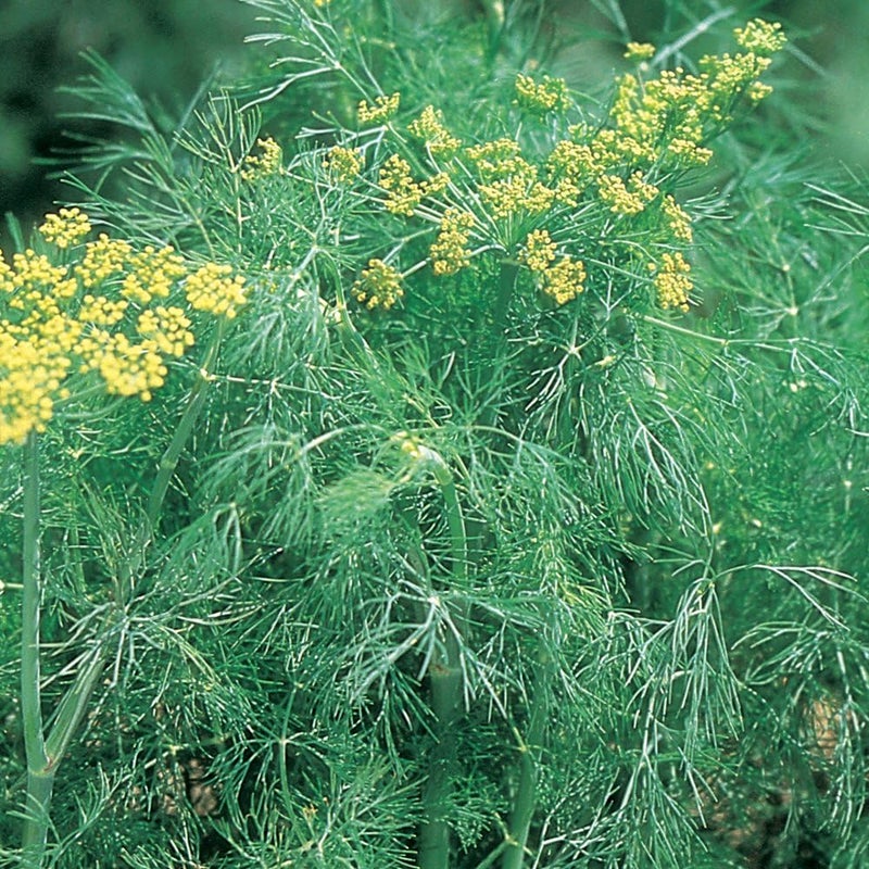 Burpee Fernleaf Dill Seeds 400 seeds - Image 1
