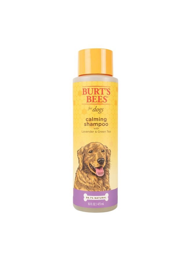 Burt's Bees for Pets Calming Dog Shampoo with Lavender and Green Tea, 95% Natural Origin Formulas, Soothing Canine Cleanser - Gentle Wash, 16 oz - Image 1