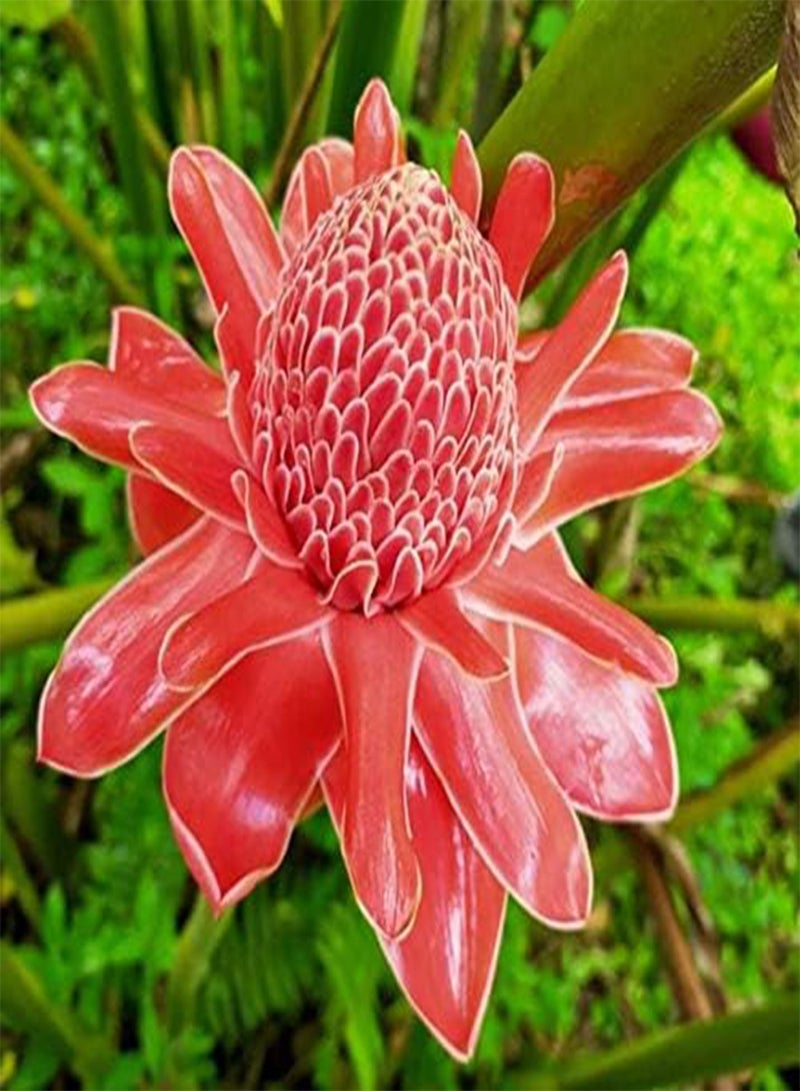 جي جوت 100 قطعة من بذور زهرة الزنجبيل الحمراء - Image 1