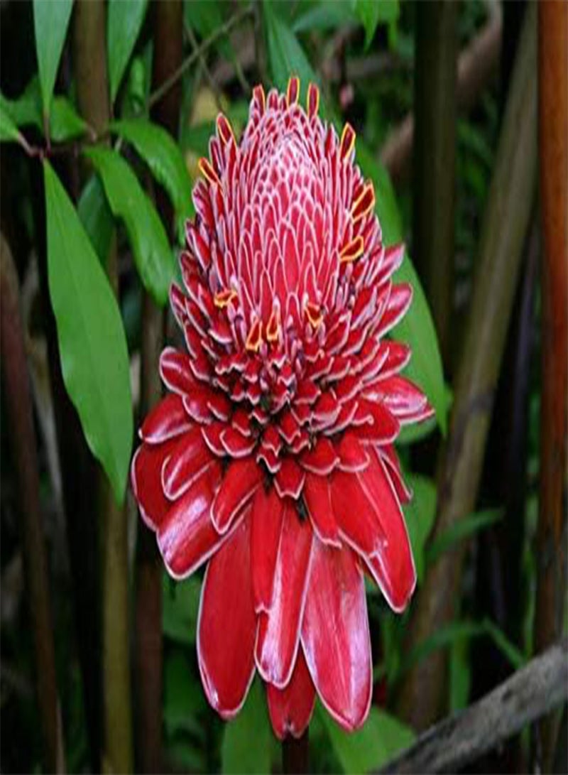 جي جوت 100 قطعة من بذور زهرة الزنجبيل الحمراء - Image 3