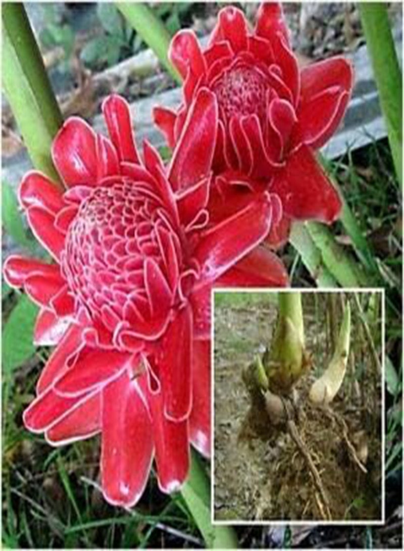 جي جوت 100 قطعة من بذور زهرة الزنجبيل الحمراء - Image 2