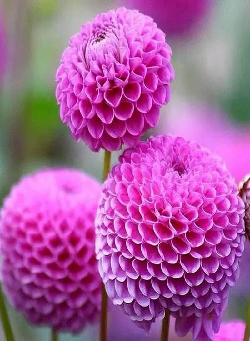 GGOOT 100pcs Dahlia Seeds for Garden Courtyard Planting Pink Flowers with Green Leaves Beautiful Flower Decorative Outdoor Patio Easy to Watch - Image 1