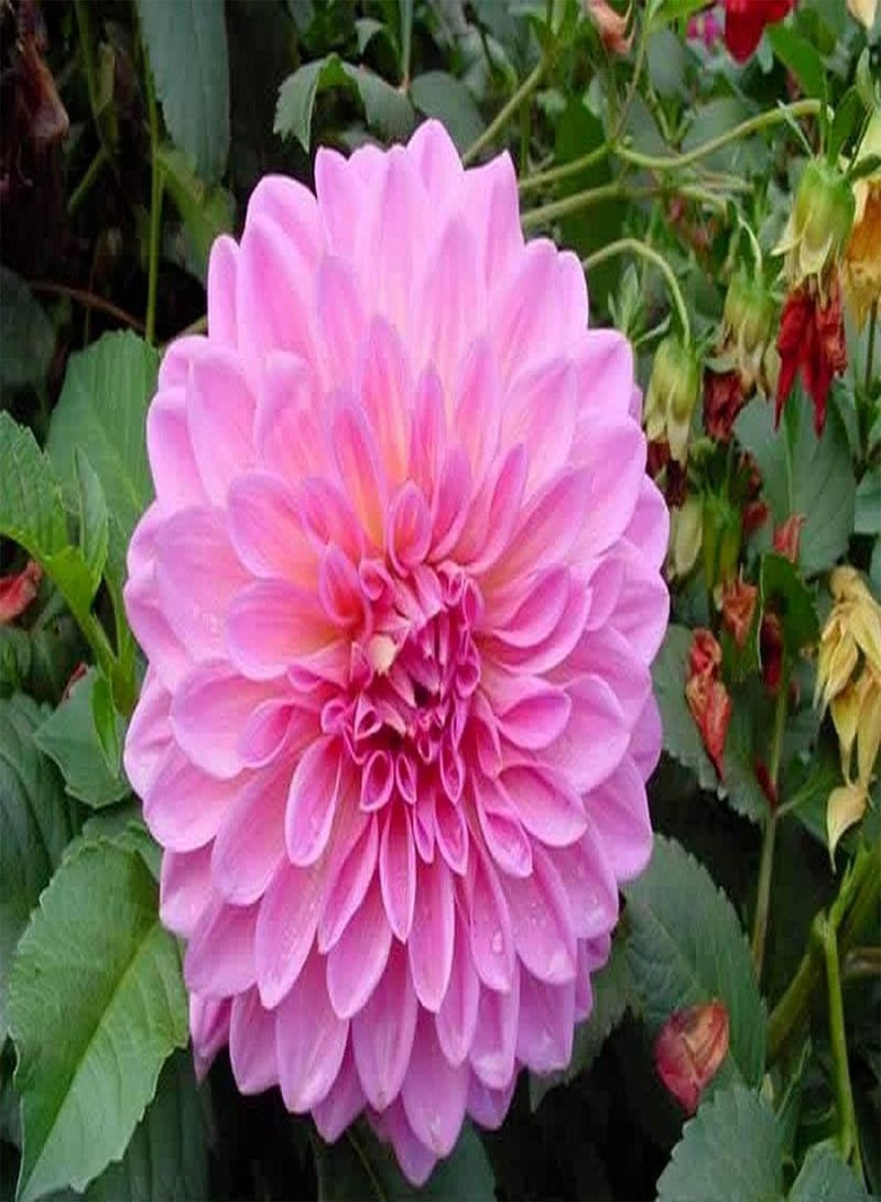 GGOOT 100pcs Dahlia Seeds for Garden Courtyard Planting Pink Flowers with Green Leaves Beautiful Flower Decorative Outdoor Patio Easy to Watch - Image 2