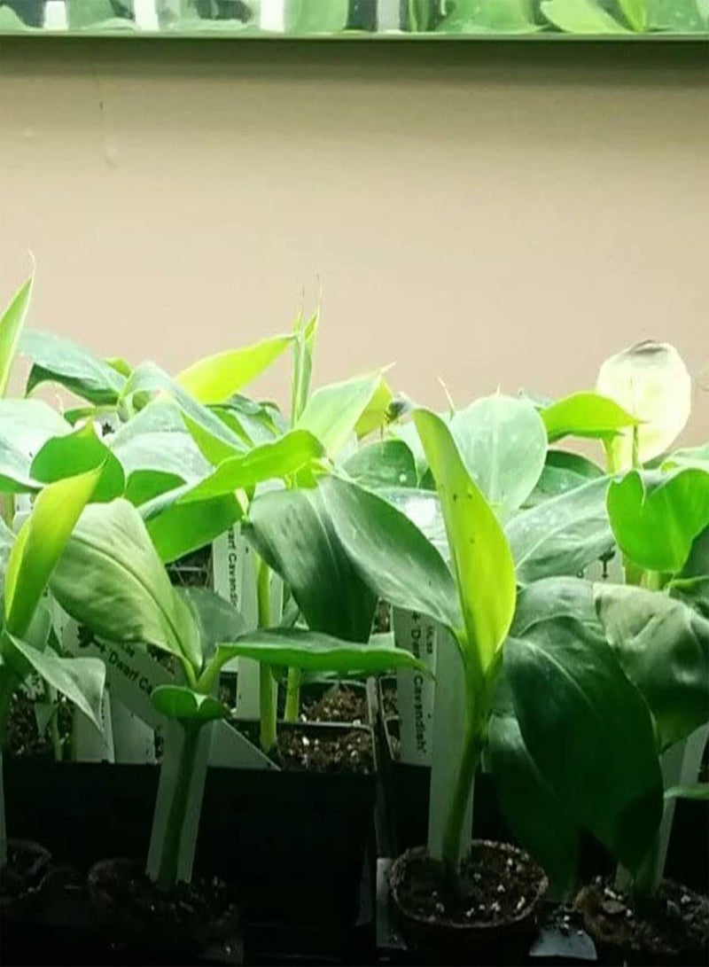 جي جوت 100 قطعة من بذور الموز - حديقة المنزل، شتلات بونساي معمرة عالية الغلة للشرفات، للمزارع الخارجية، بذور بحجم واحد - Image 5