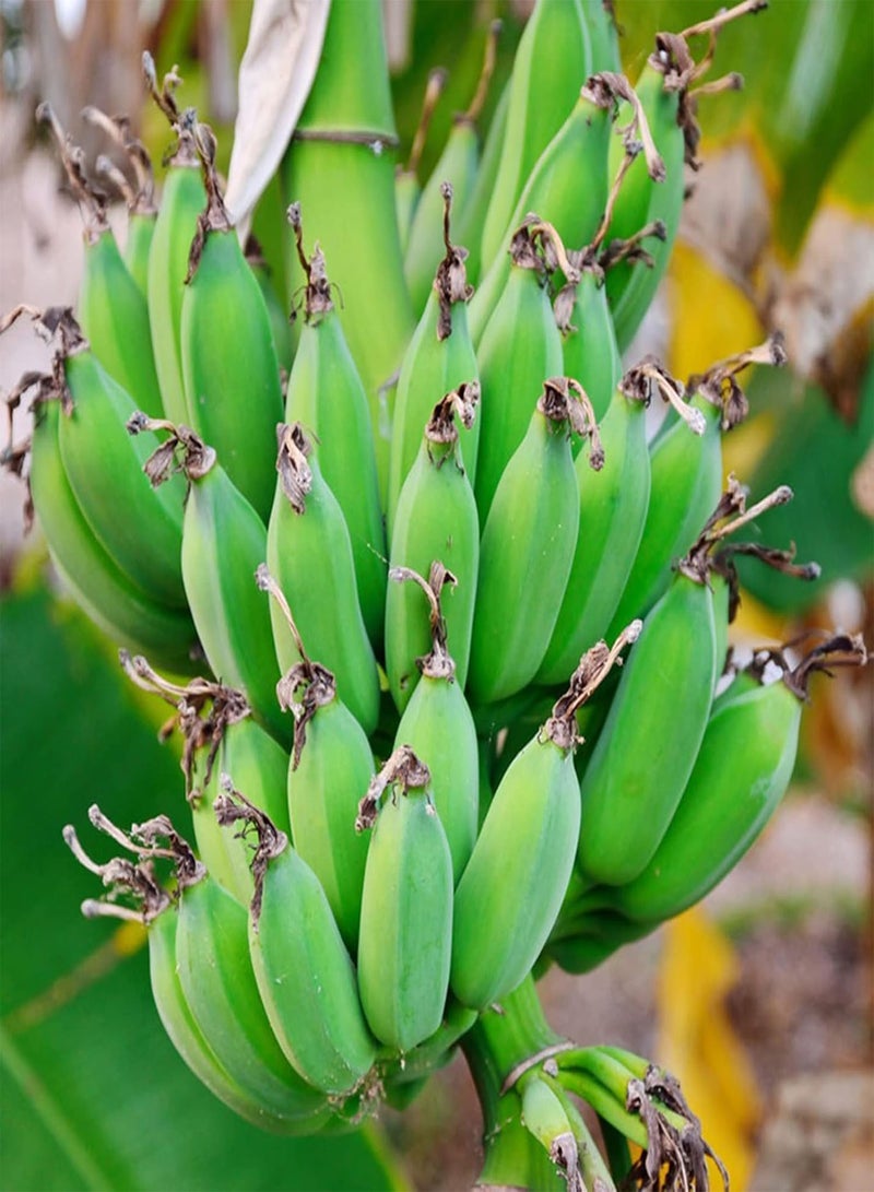 جي جوت 100 قطعة من بذور الموز - حديقة المنزل، شتلات بونساي معمرة عالية الغلة للشرفات، للمزارع الخارجية، بذور بحجم واحد - Image 4